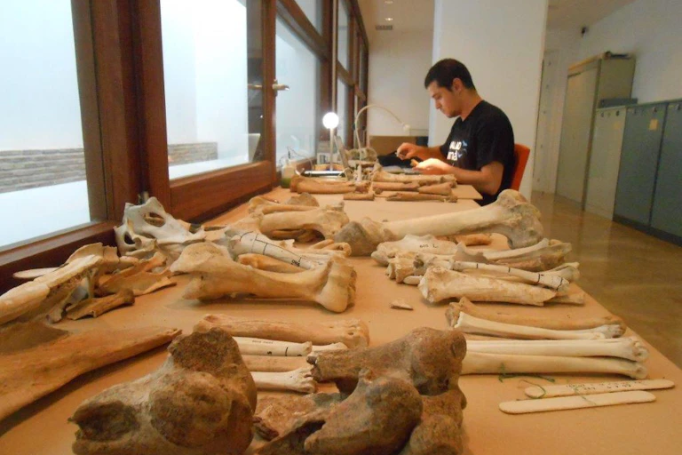 Bones being examined.