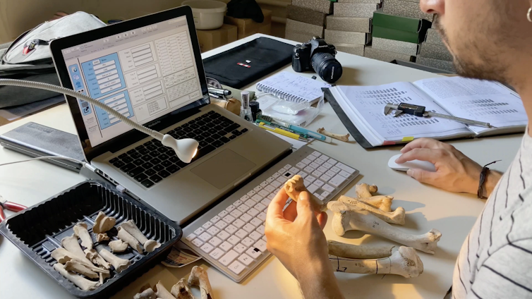 Zooarchaeologist logs data about bones.
