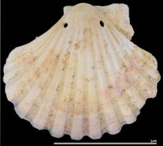 Pierced scallop shell.