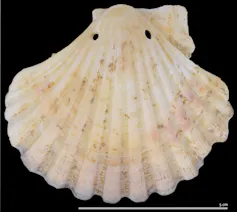 Pierced scallop shell.