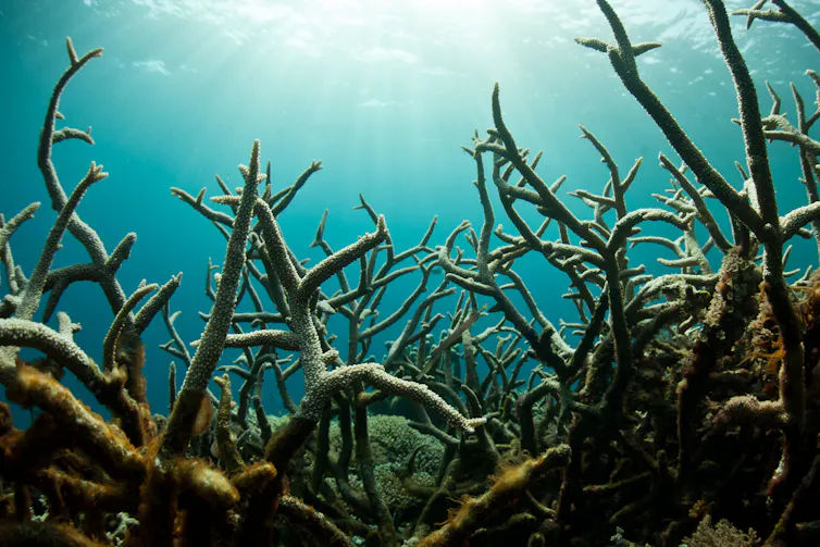 A field of staghorn corals