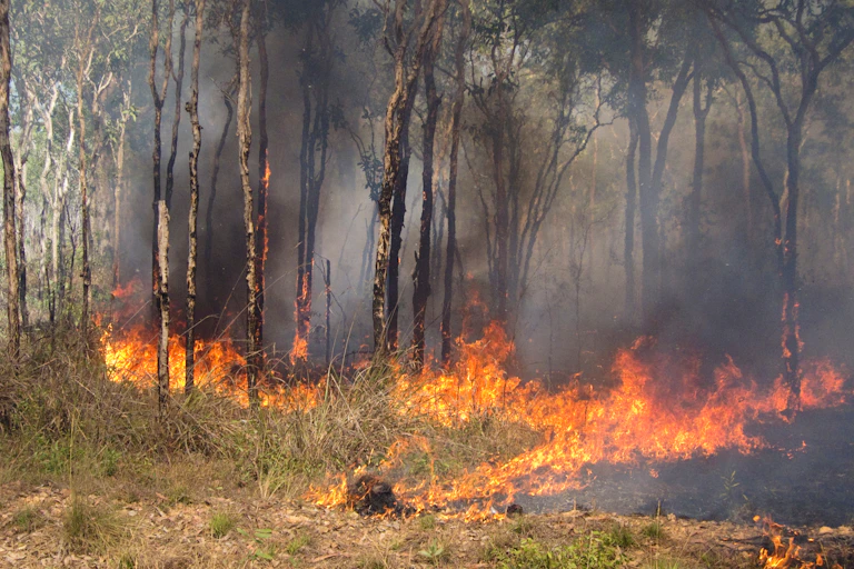 A bushfire.