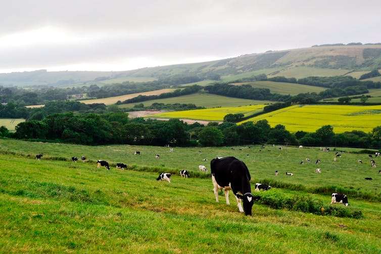 Cows graze in a field