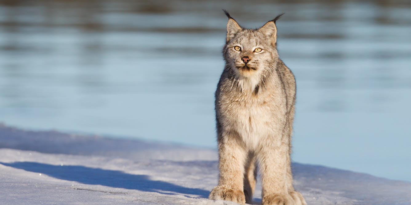 canada lynx fact sheet