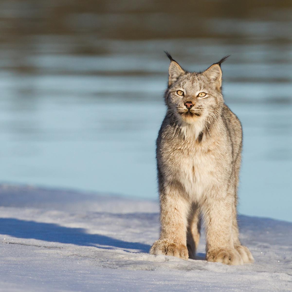 We eavesdropped on some Canadian lynx: What we heard was surprising