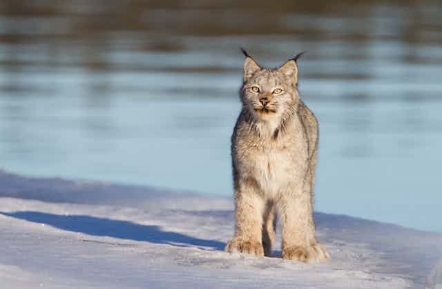 A lynx stands in front of a lake
