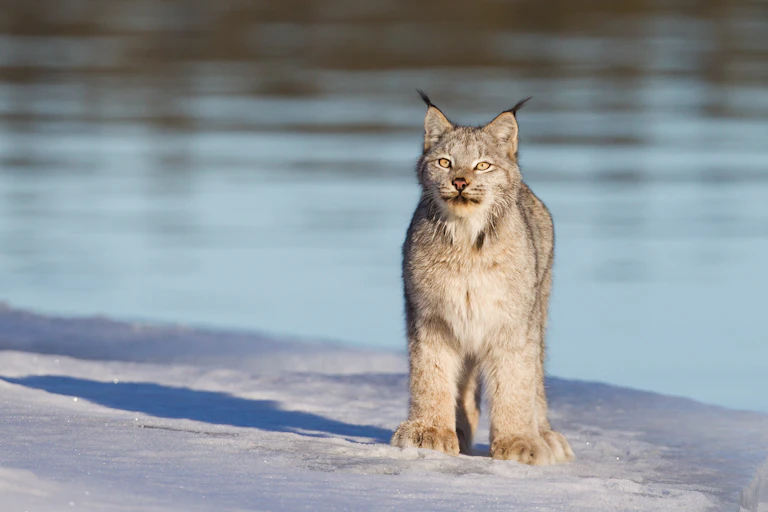 A lynx stands in front of a lake