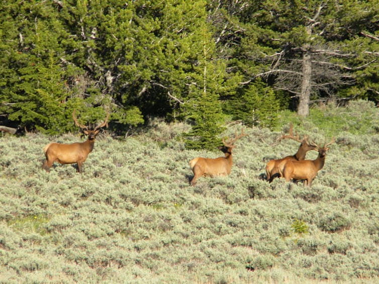 A group of elk in a grassland area.