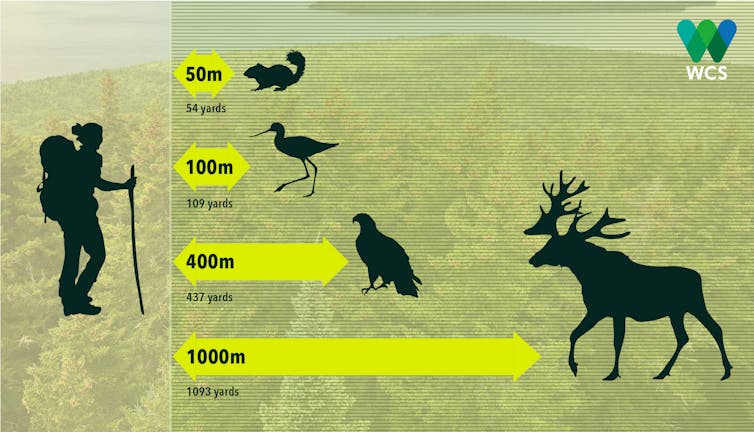 Graphic showing distances at which human presence affects animals' behavior.