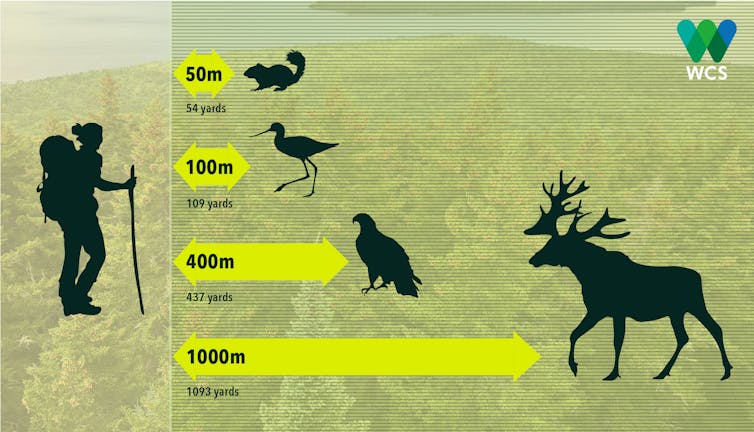 Graphic showing distances at which human
                        presence affects animals' behavior.