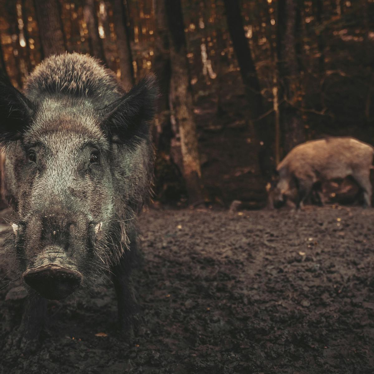 One of the most damaging invasive species on Earth': wild pigs release the  same emissions as 1 million cars each year