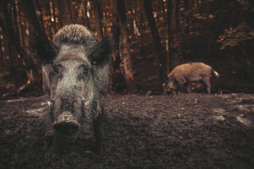 wild pigs release the same emissions as 1 million cars each year