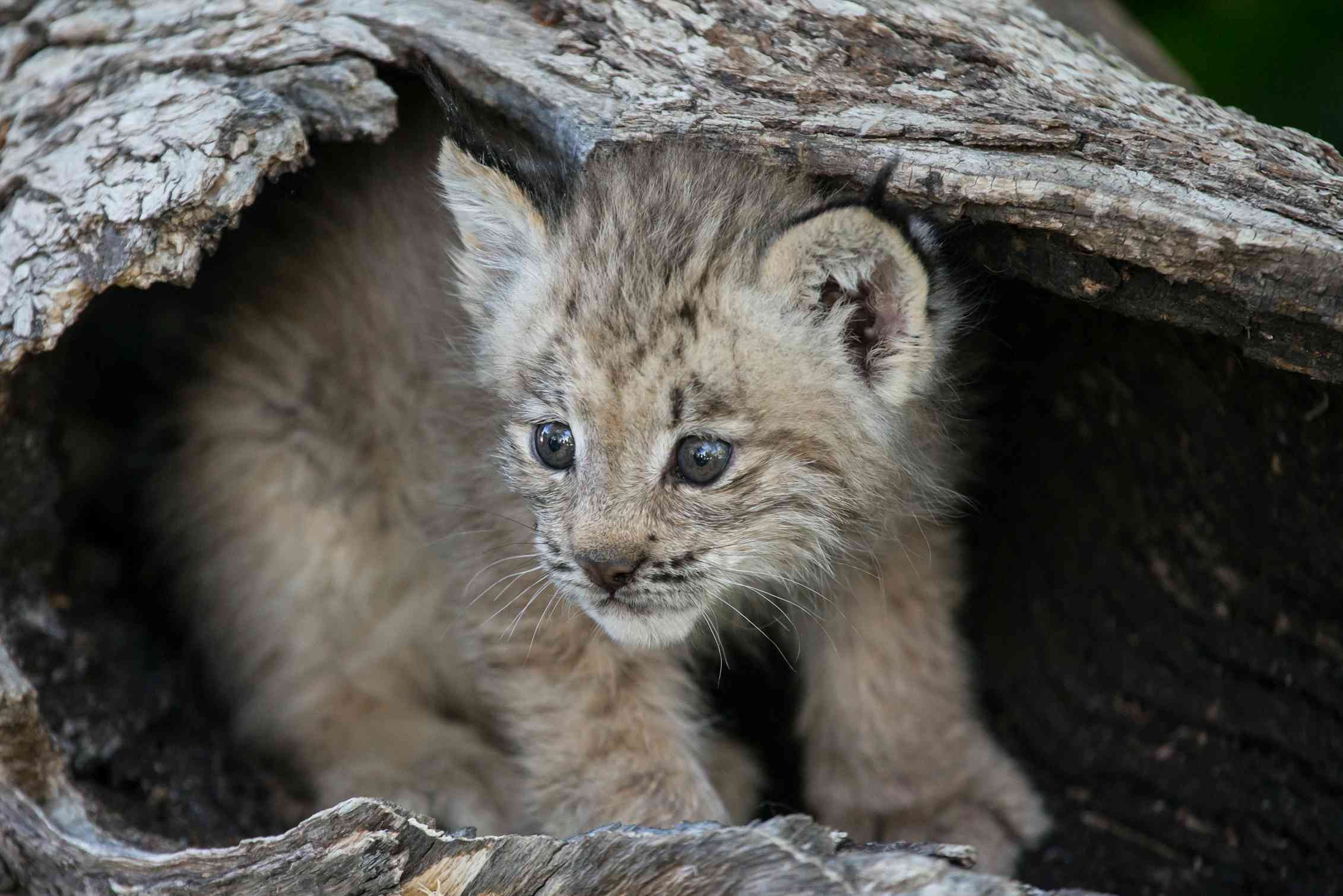 We eavesdropped on some Canadian lynx: What we heard was surprising Biology Diagrams