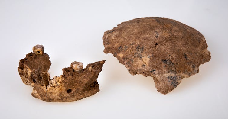 'Homo' who? A new mystery human species has been discovered in Israel