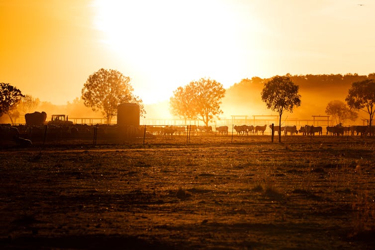 sunset on farm with cattle and trees