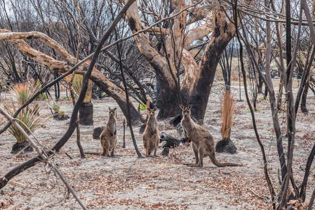 Three kangaroos in burnt bushland