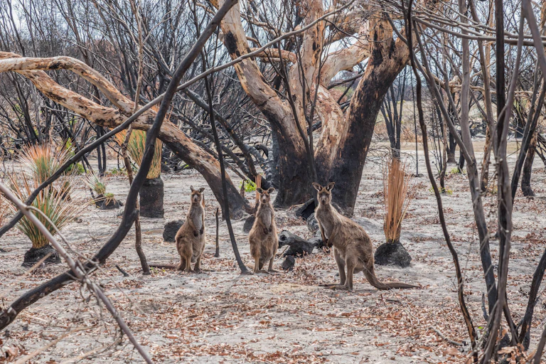 Three kangaroos in burnt bushland