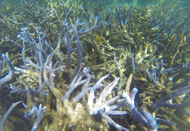 Bleached coral