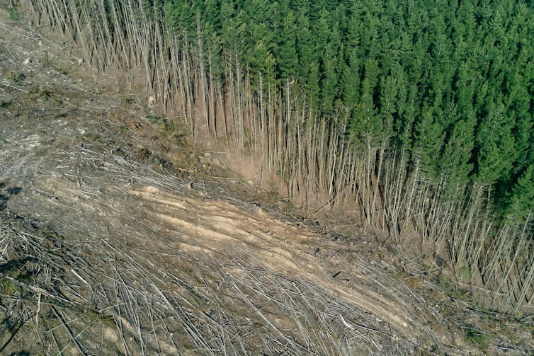 Felled trees