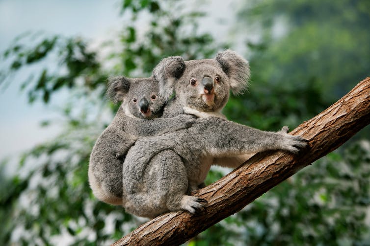 A koala with a joey on its back on a branch