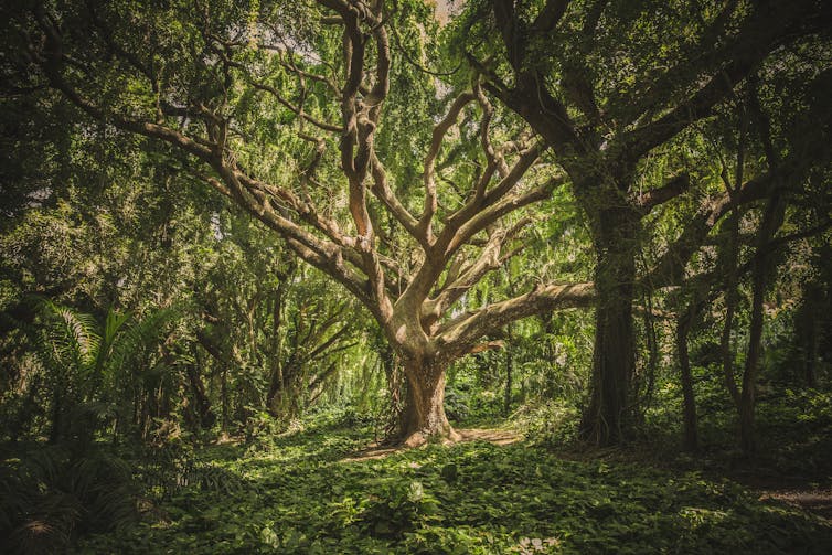 Tree in forest