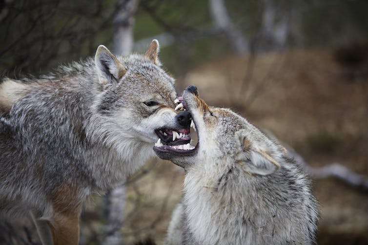 Two grey wolves are snarling; one has the other's muzzle in its jaws. The action appears playful rather than vicious.