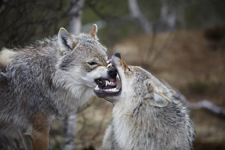 Two grey wolves are snarling; one has the other's muzzle in its jaws. The action appears playful rather than vicious.