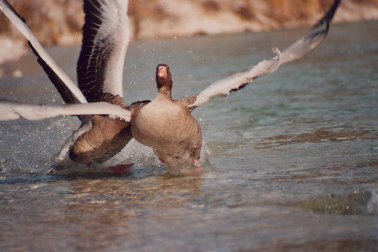Two geese fighting on water