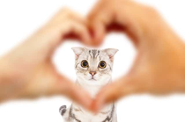 human hands in a heart shape in front of a cat