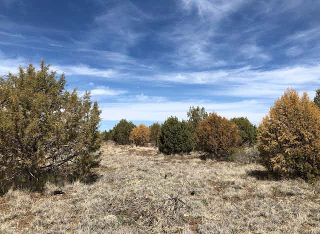 Juniper trees in different stages of drying and dying on a dry hillside