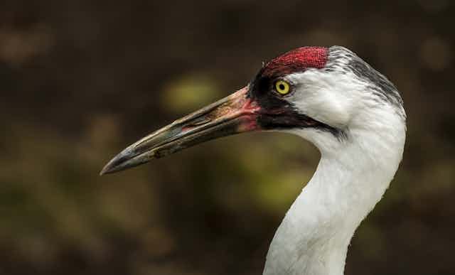 The head of a whooping crane