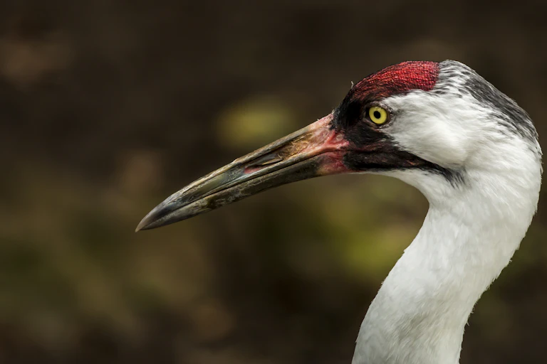 The head of a whooping crane