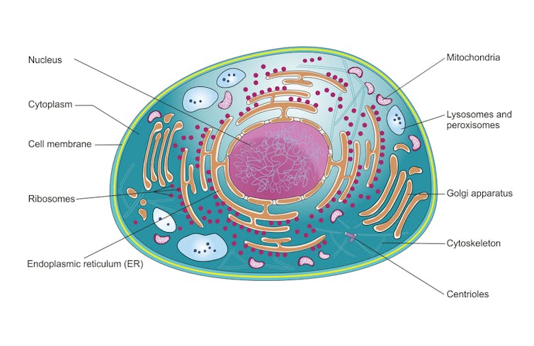 Typical mammalian cell, showing different parts, such as nucleus and cytoplasm