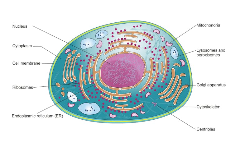 Can the Pfizer or Moderna mRNA vaccines affect my genetic code?