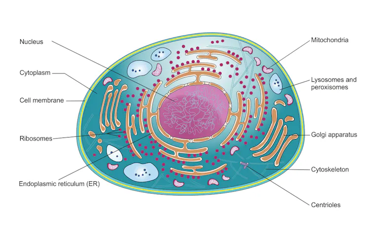 Typical mammalian cell, showing different parts, such as nucleus and cytoplasm