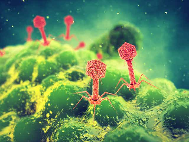 Viruses attack a bacterial cell