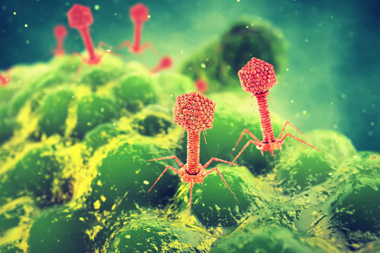 Viruses attack a bacterial cell