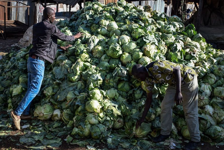 Two men piling cabbages in a heap on the street