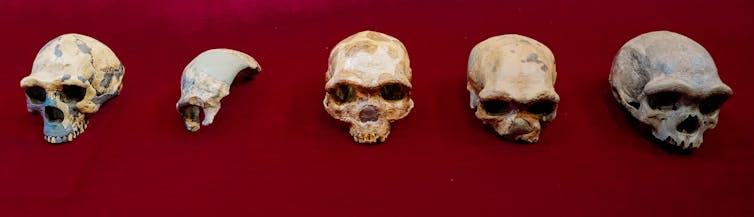 Images of homo erectus and homo longi skulls.