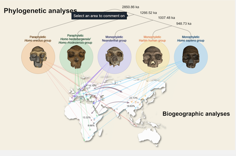 Image showing what the phylogenetic tree looks like.