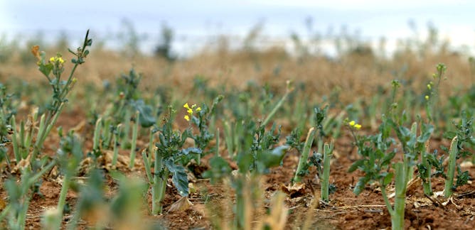 Genetically Modified Crops News Research And Analysis The Conversation Page 1