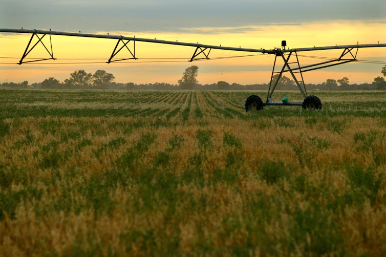 Crop with farm machinery