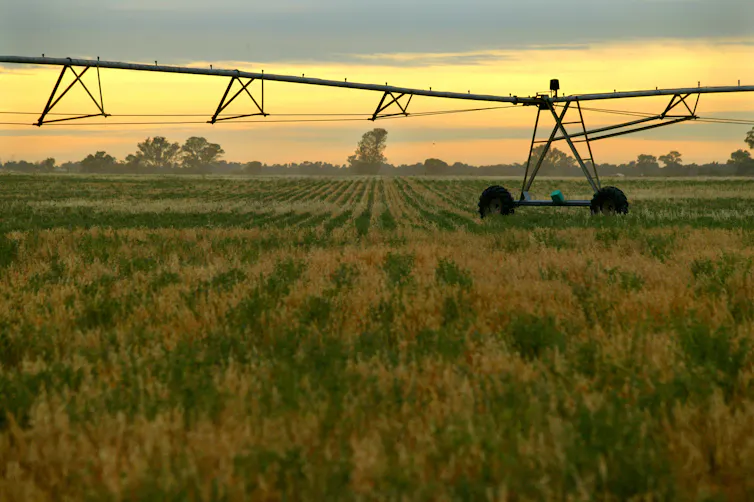 Crop with farm machinery