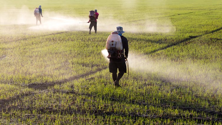 people spray field