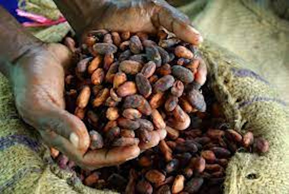 A handful of cocoa beans