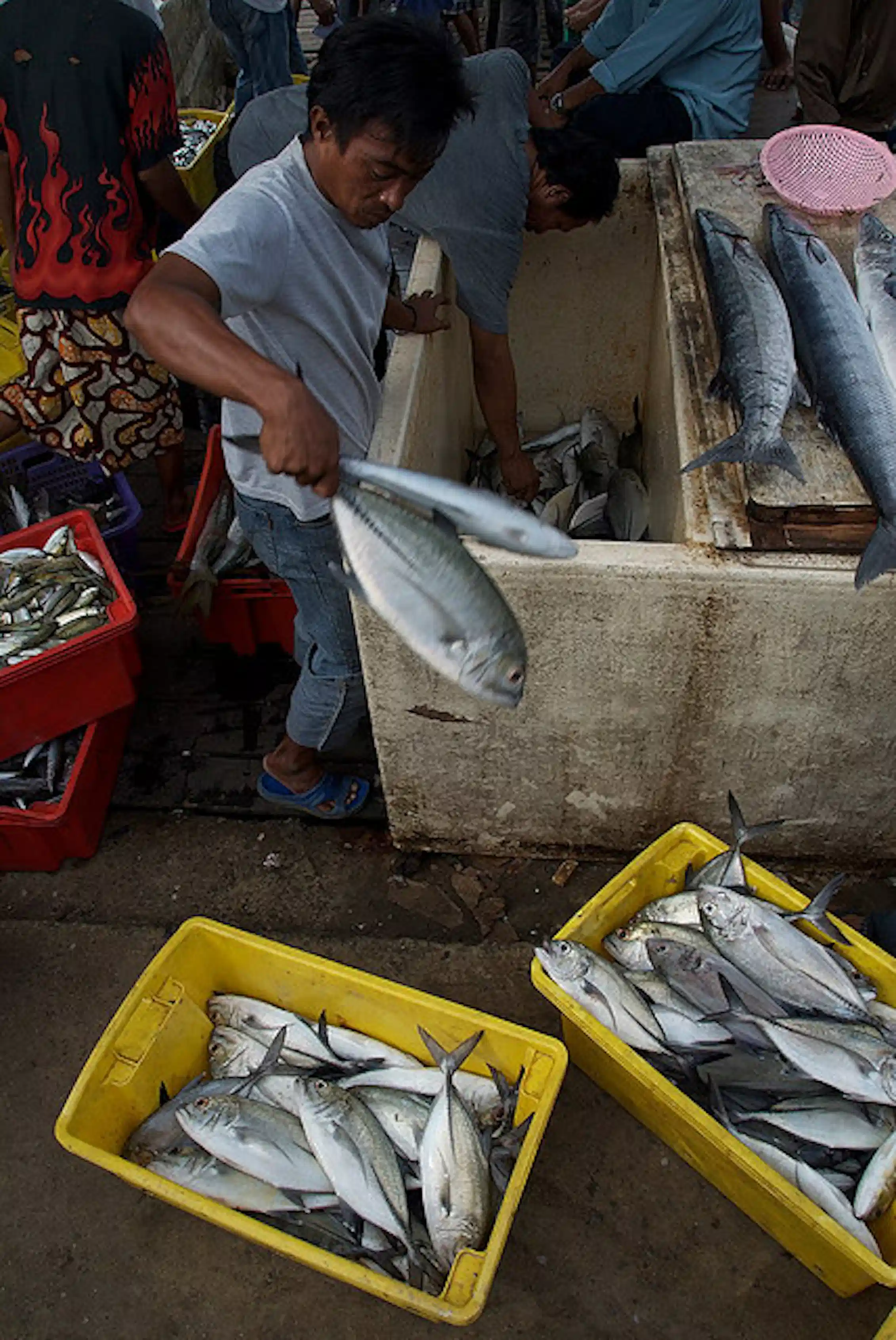 Explainer: what is scombroid fish poisoning?
