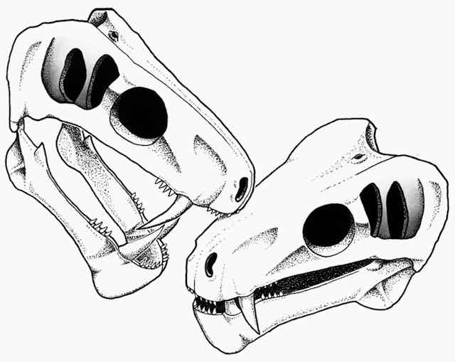 Two illustrated skulls, both with sharp sabre teeth, appear to be clashing, with one biting the other.