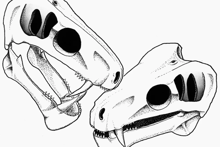 Two illustrated skulls, both with sharp sabre teeth, appear to be clashing, with one biting the other.