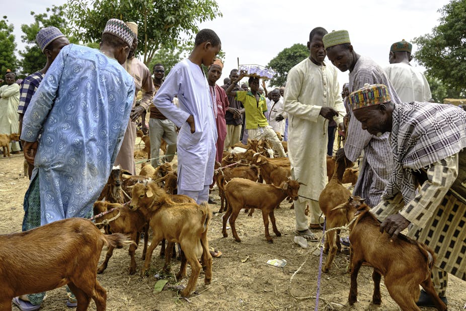 Men looking at tethered goats