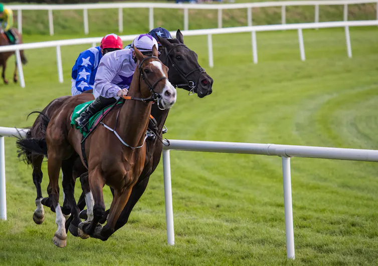 Two race horses galloping down a grassy track.
